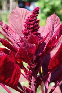 Amaranth, the unfading flower, associated with immortality, is the symbol of House Amarantha