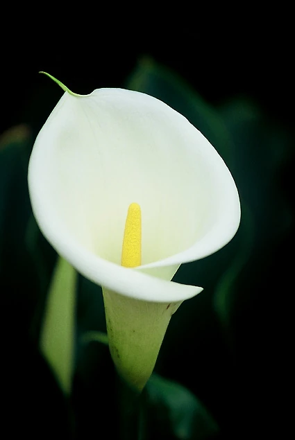 The calla Lily, meaning magnificent beauty, is the flower of House Callais