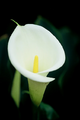 Cala lilly.png
